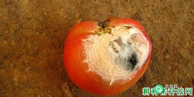 番茄红粉病如何防治 番茄红粉病用什么药效果好