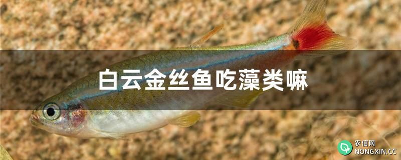 白云金丝鱼吃藻类嘛