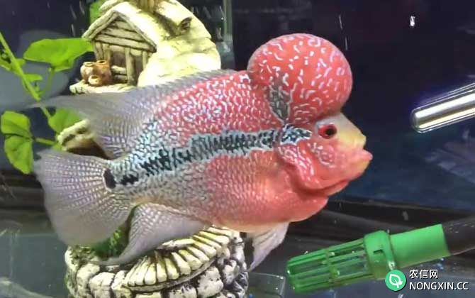 热带鱼