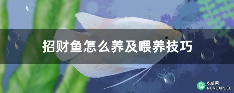 招财鱼怎么养及喂养技巧