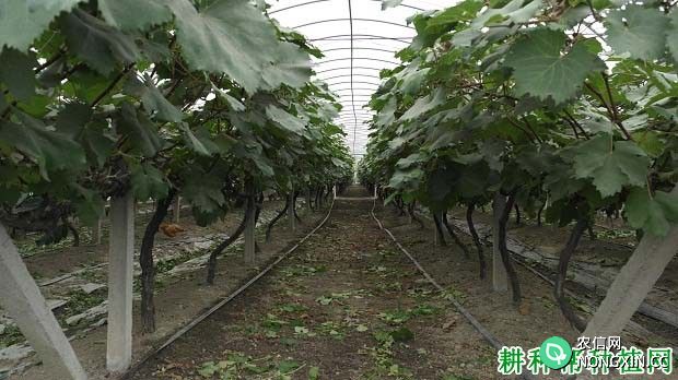 种植葡萄为什么要施二氧化碳肥