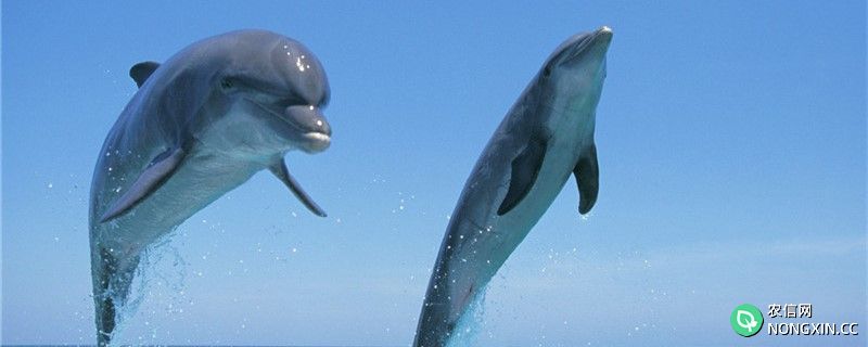 海豚很聪明吗，能理解人类的语言吗