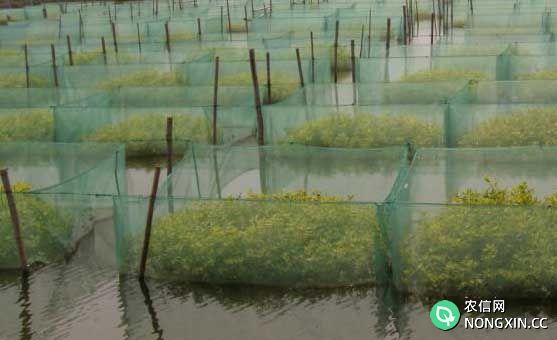 黄鳝水泥池养殖与网箱养殖