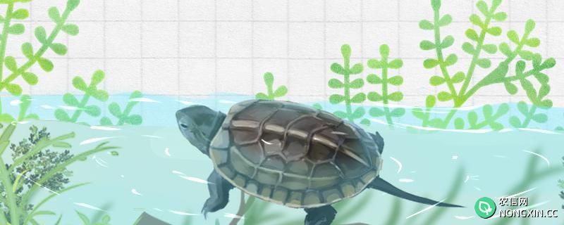 草龟可以长到多大，多久能长大