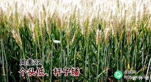 周麦32号小麦品种