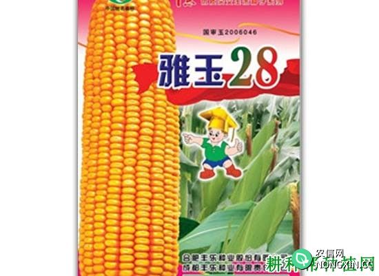 雅玉28玉米品种好不好