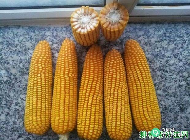 平全9玉米品种好不好