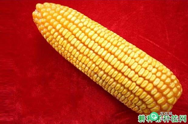 平全9玉米品种好不好