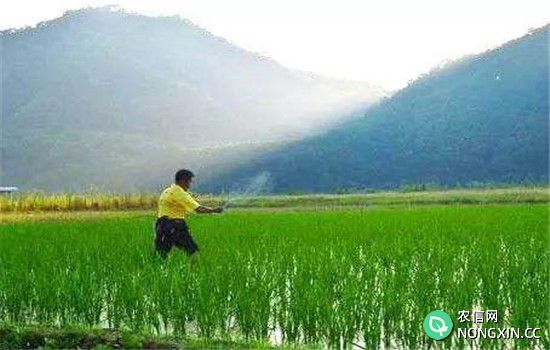 直播稻的施肥原则