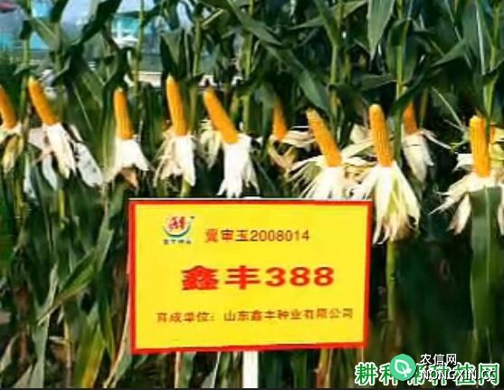 鑫丰388玉米品种好不好
