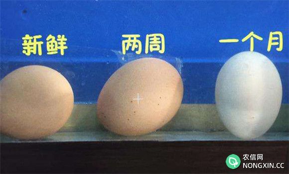 鸡蛋新鲜度检测