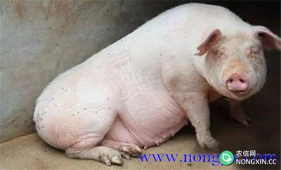 母猪产后不食的治疗方法