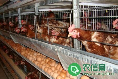 蛋鸡开产过晚原因及防治方法