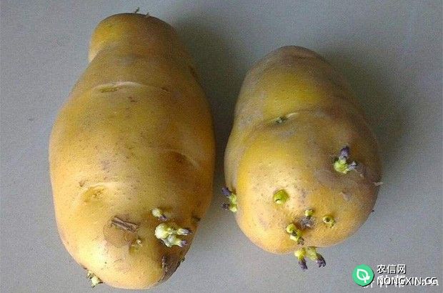 马铃薯种薯如何催芽