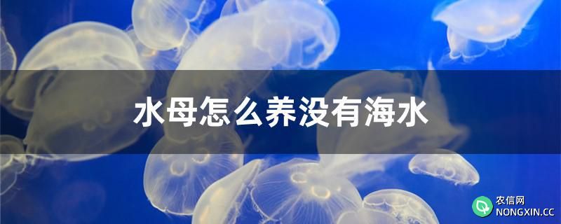 水母怎么养没有海水