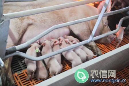 母猪产前体温正常却不吃料什么原因