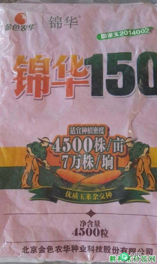 锦华150玉米品种好不好