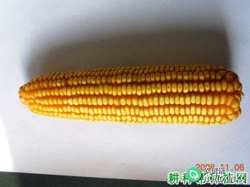 道元7号玉米品种好不好