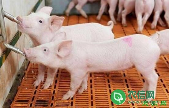夏天养猪加强饲养管理，采取有效的防暑降温措施