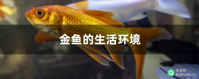金鱼的生活环境是什么样的