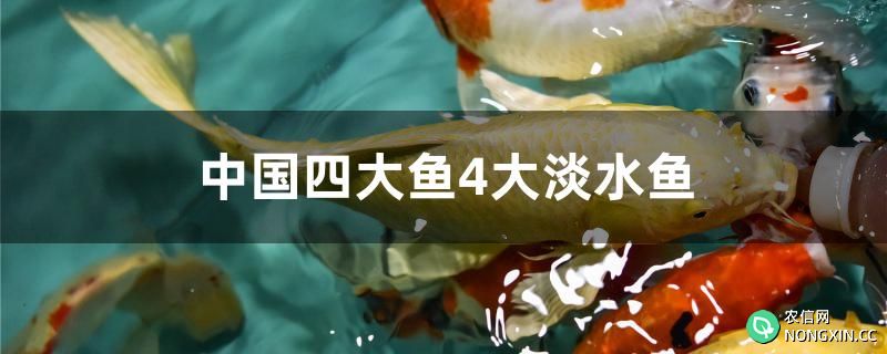 中国四大鱼4大淡水鱼是什么