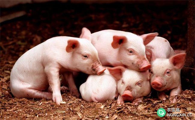仔猪为什么需要蛋白质营养