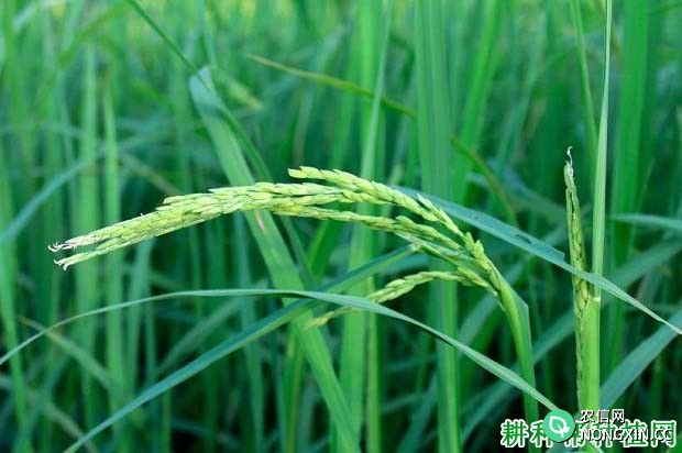 浙农大454水稻品种好不好