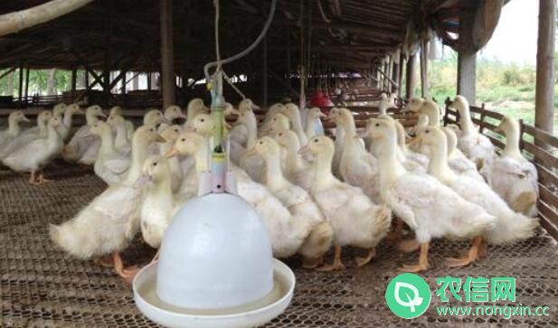 蛋鸭育雏期（0～6周）饲养管理技术