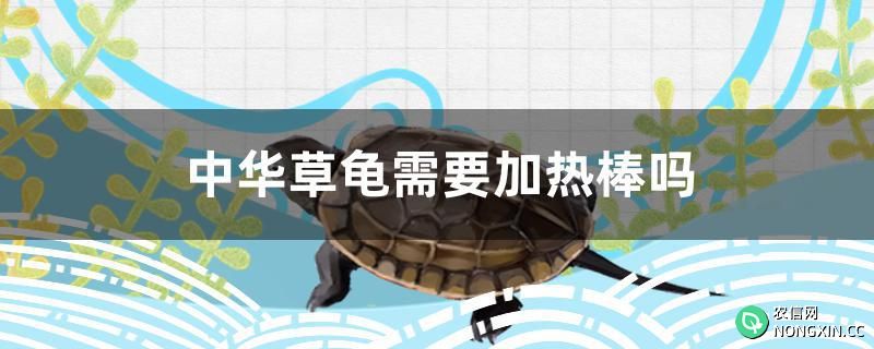 中华草龟需要加热棒吗