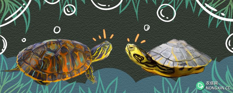 火焰龟和黄耳龟有什么区别，能一起养吗