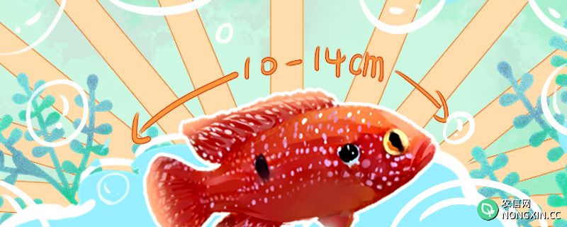 红宝石鱼能长多大，寿命多长