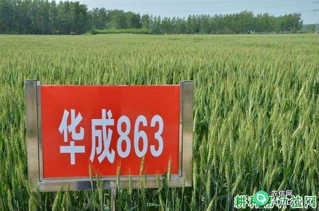 华成863小麦品种好不好