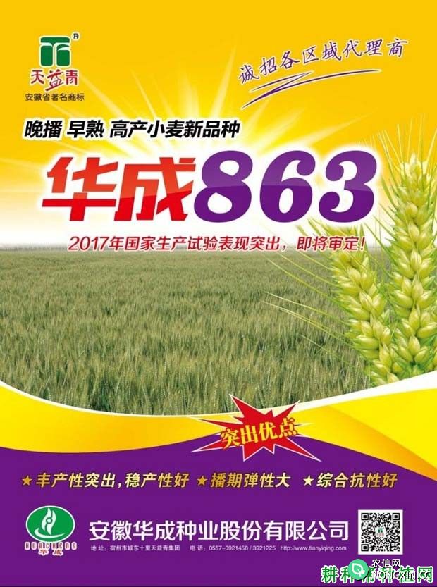 华成863小麦品种好不好