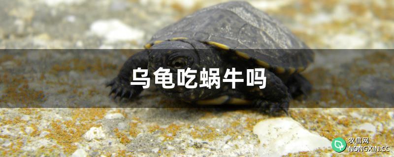 乌龟吃蜗牛吗