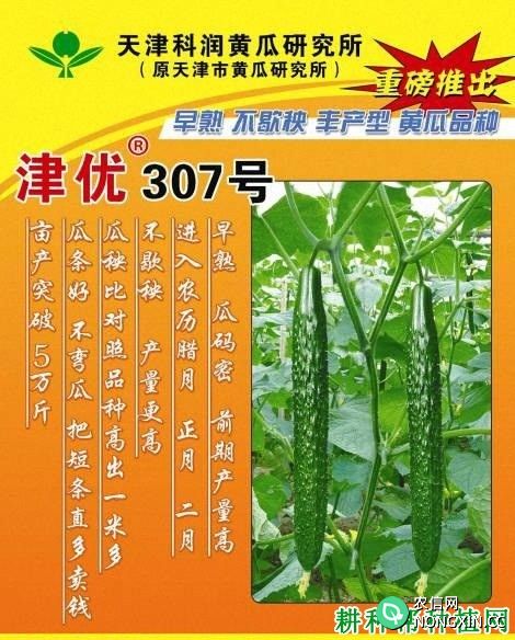 津优307号黄瓜品种好不好