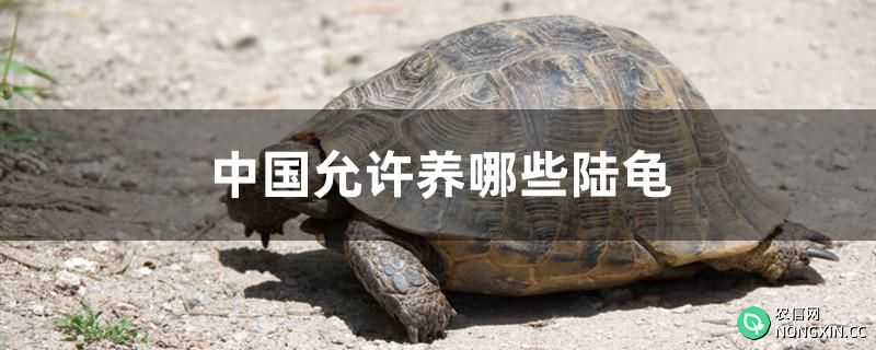 中国允许养哪些陆龟