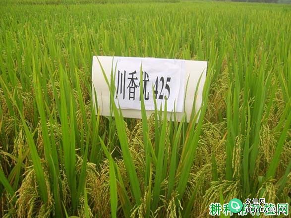 川香优425杂交籼稻水稻品种好不好