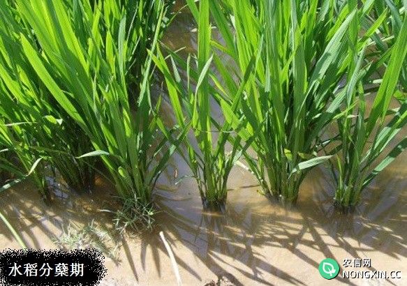 怎样做好稻田水分管理