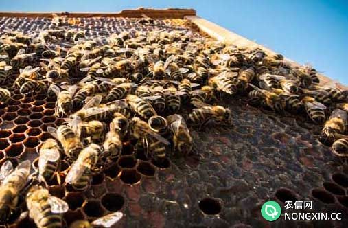 蜜蜂的疾病防治技术