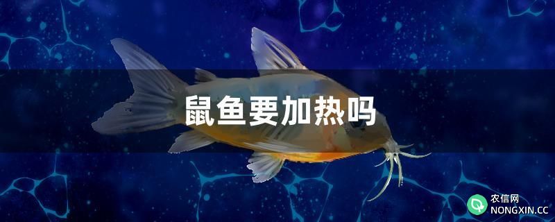 鼠鱼要加热吗