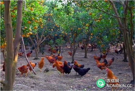 农村散养鸡冬天多产蛋4法