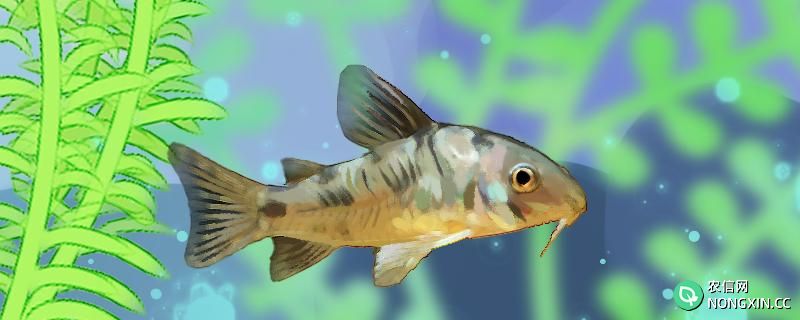 花椒鼠鱼能长多大，能活多久