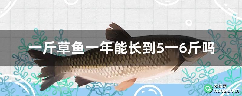 一斤草鱼一年能长到5一6斤吗