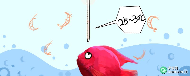 鹦鹉鱼水温度多少最佳，养鹦鹉鱼的水放盐吗