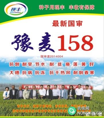 豫麦158小麦品种介绍