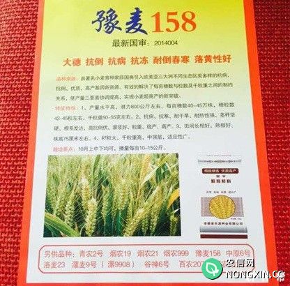 豫麦158小麦品种介绍
