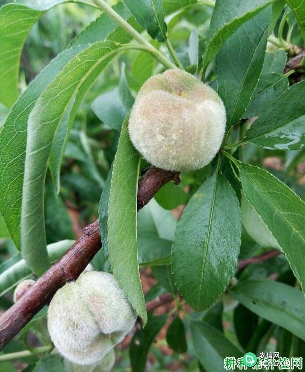 桃树缺硼症有什么症状