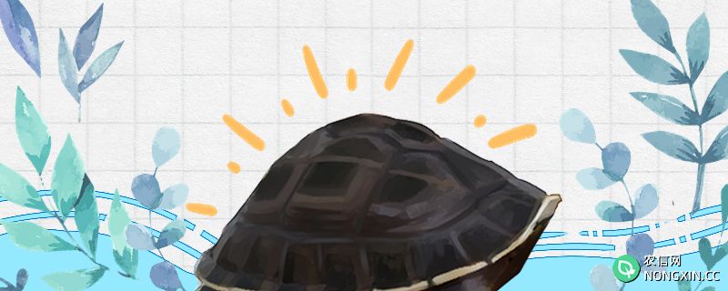 安布闭壳龟寿命多长，多大能闭壳