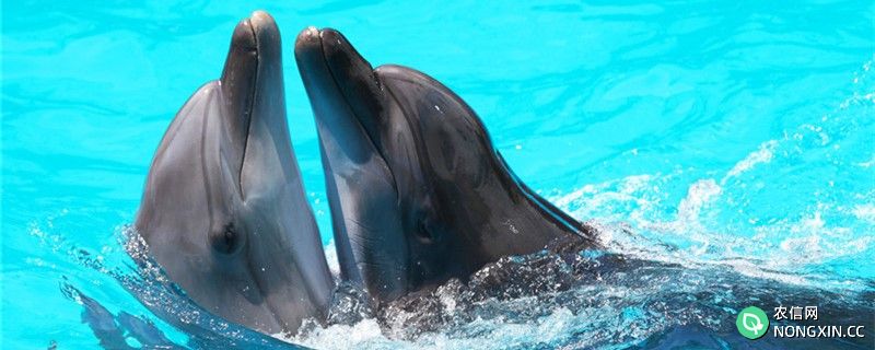 海豚的繁殖方式是什么，是胎生还是卵生