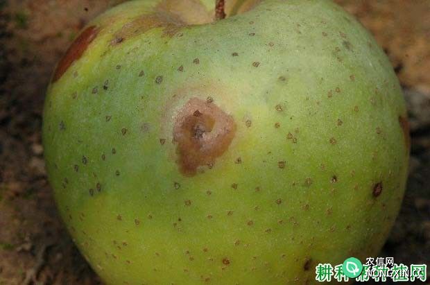 苹果圆斑病如何防治